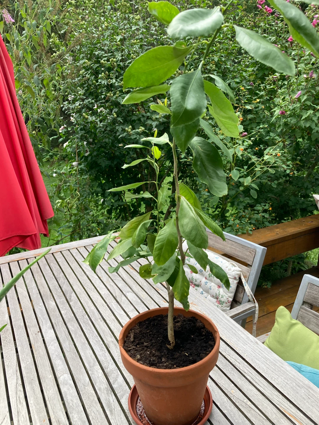 Potted Lemon Tree