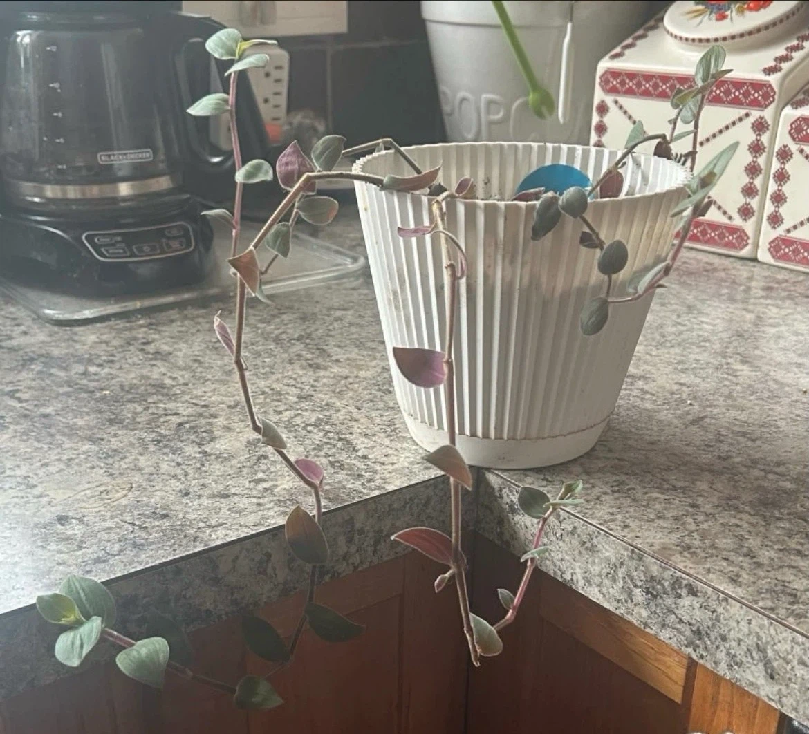 Tradescantia Zebrina Plant in White Pot