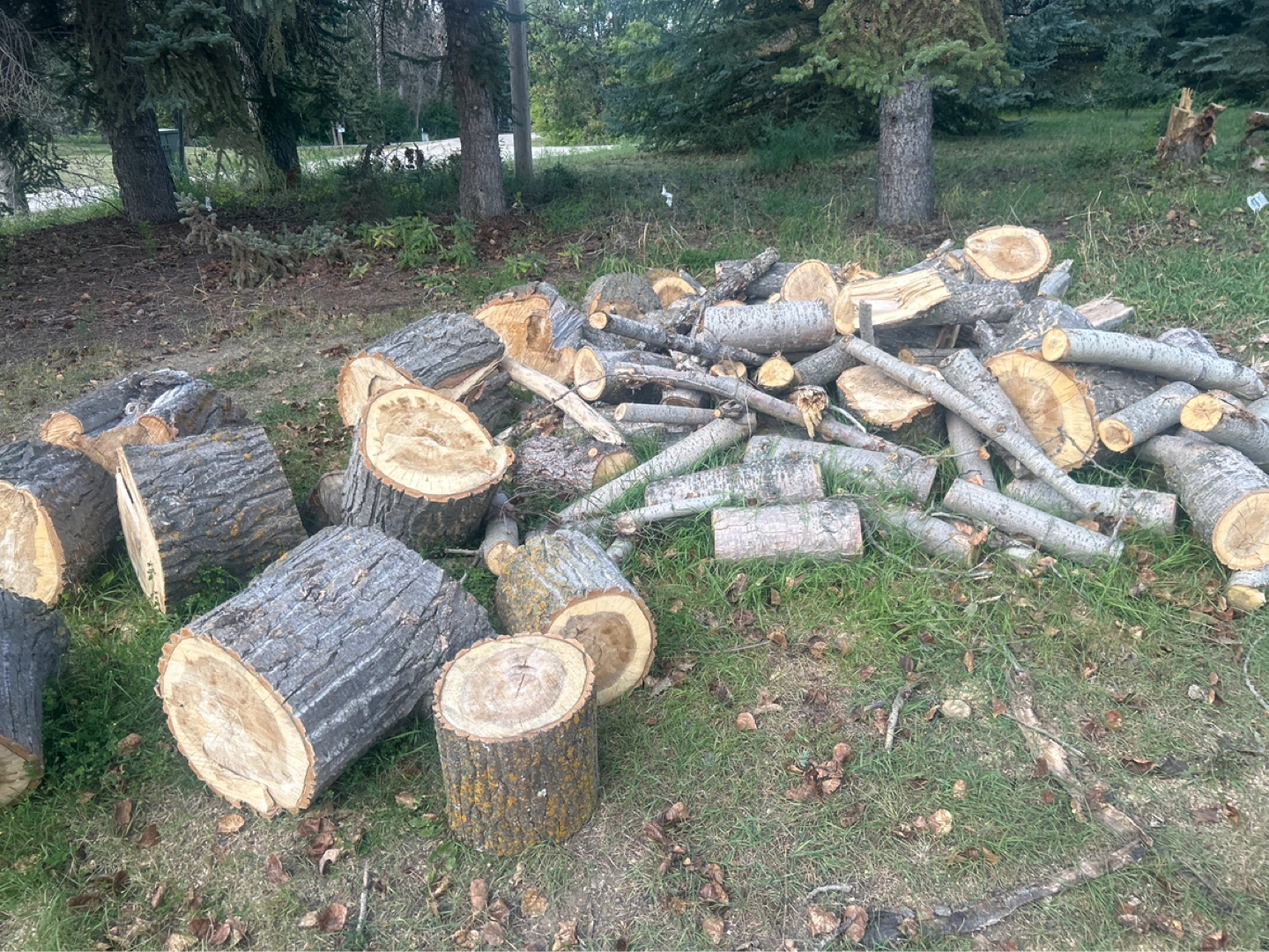 Assorted Cut Firewood Logs - photo 3