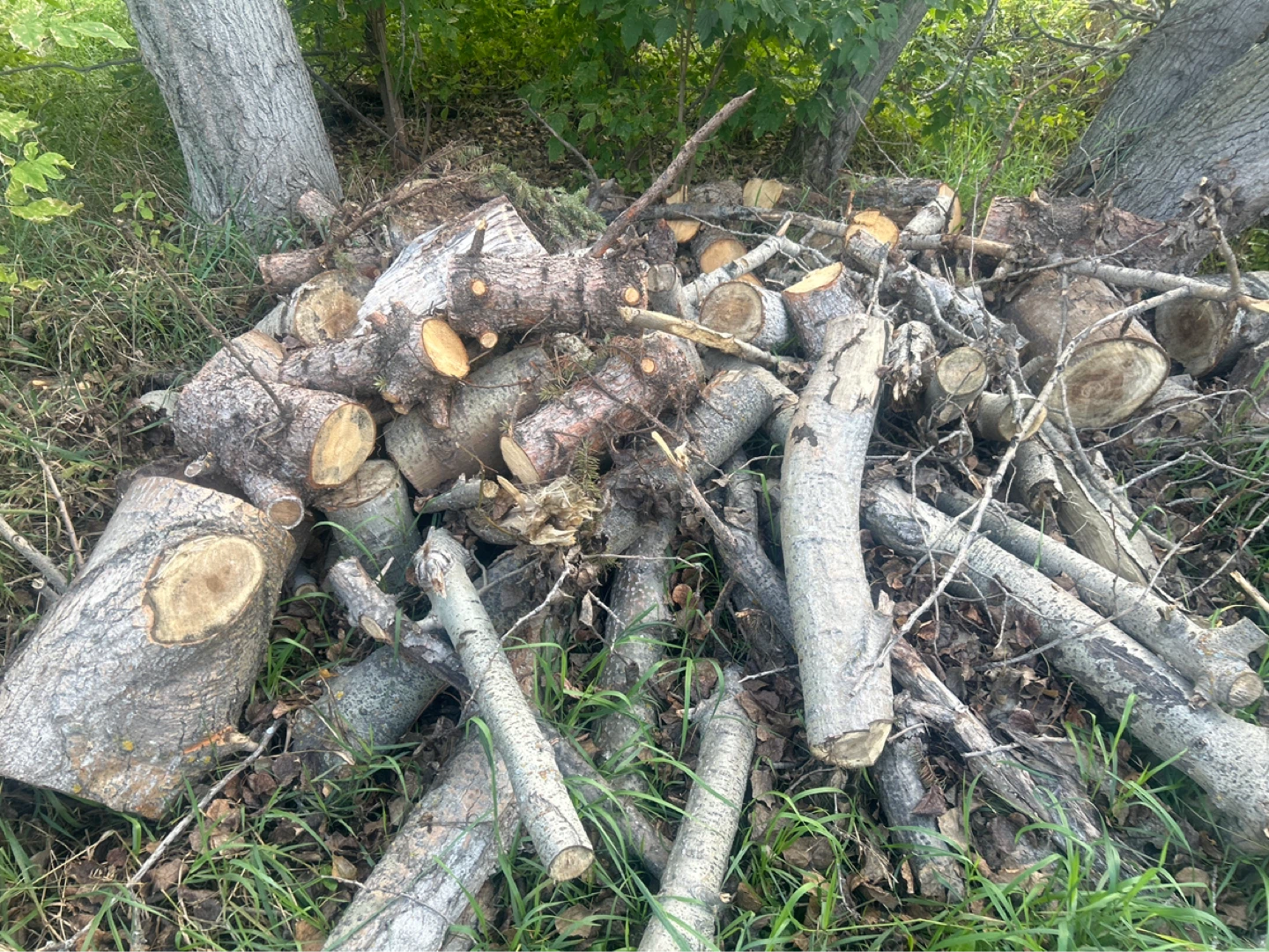 Assorted Cut Firewood Logs