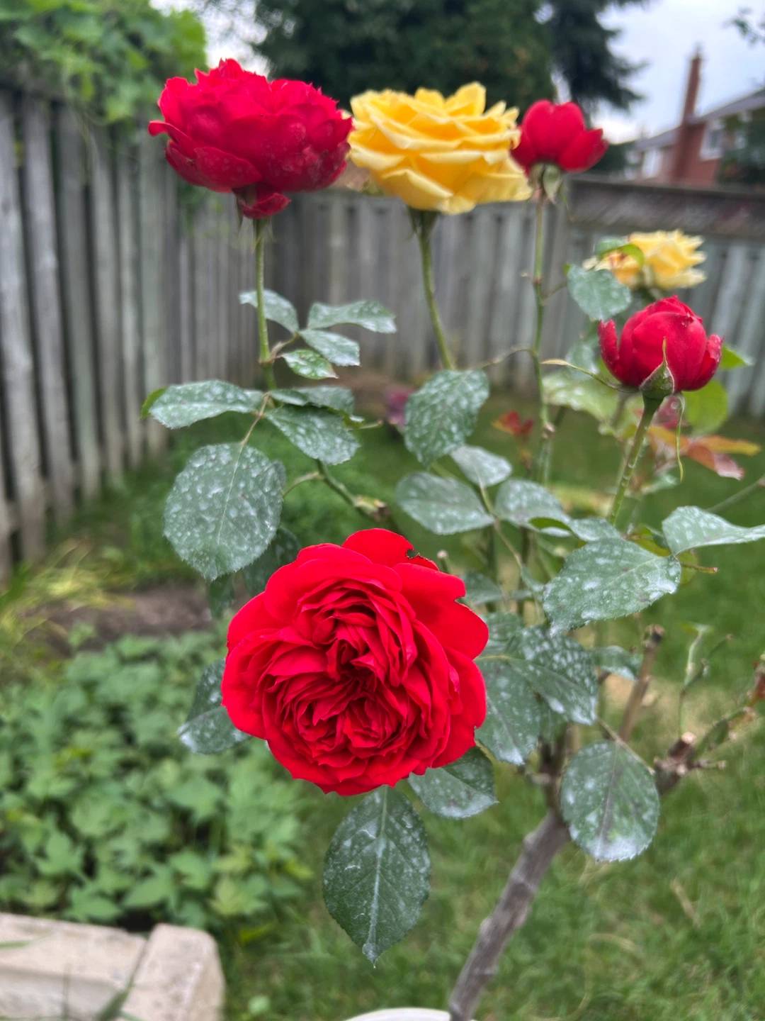 Unique bicolour tree rose - photo 2