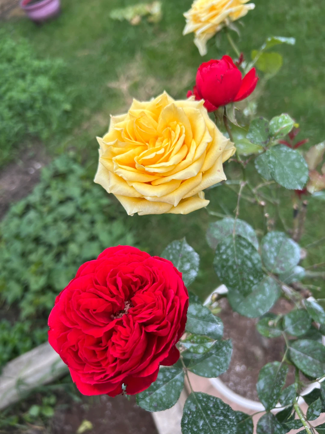 Unique bicolour tree rose - photo 3