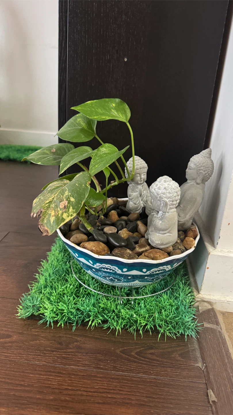 Buddha Pothos Plant in Decorative Bowl