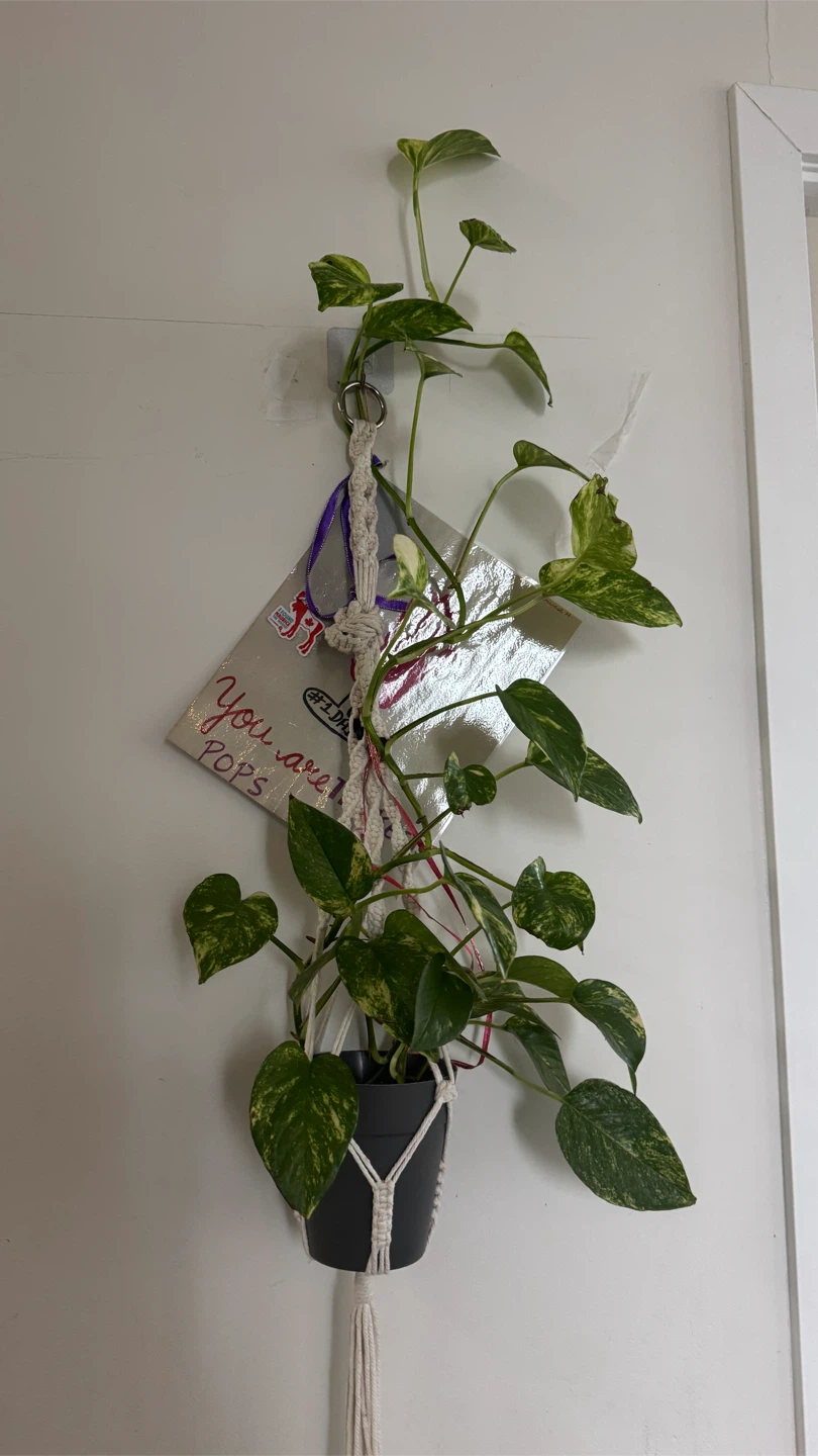Pothos plant in macramé hanging planter