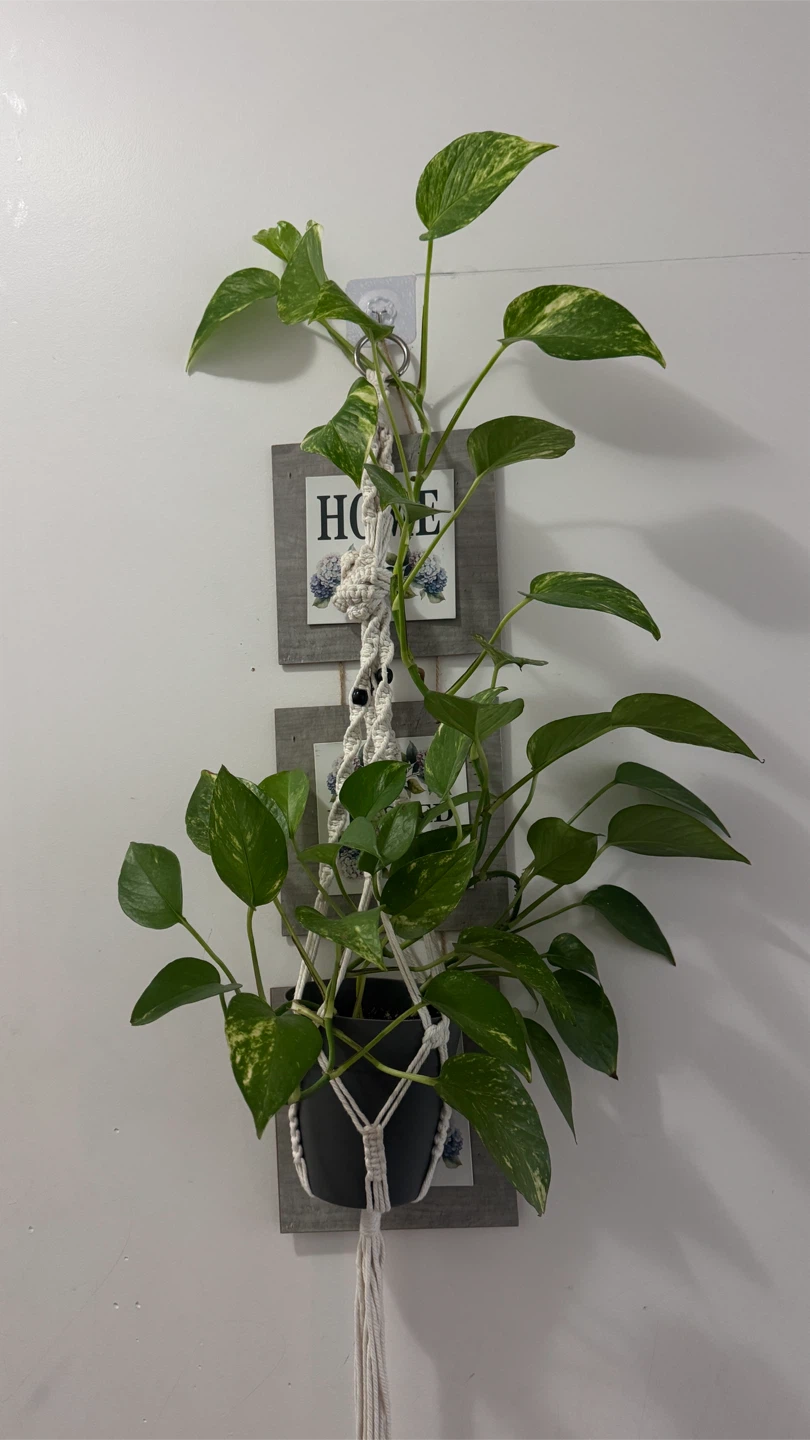 Pothos plant in macramé hanging planter - photo 2