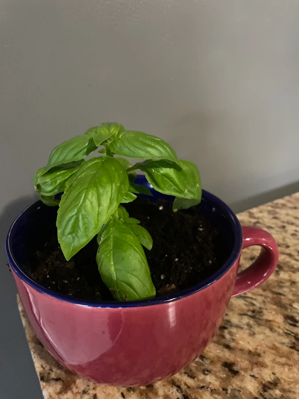Fresh Basil Plant in Ceramic Mug