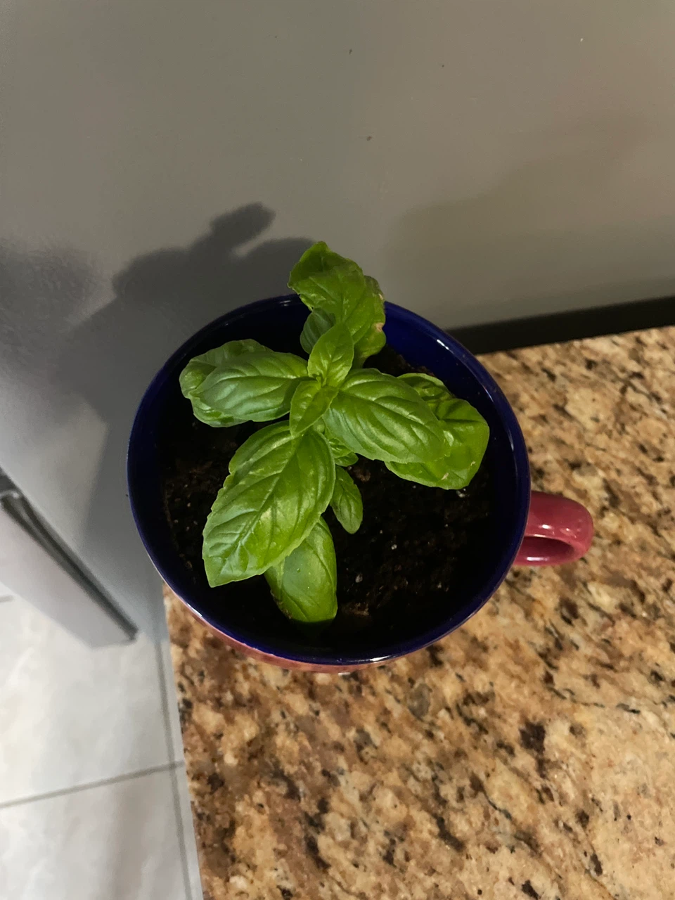 Fresh Basil Plant in Ceramic Mug - photo 2