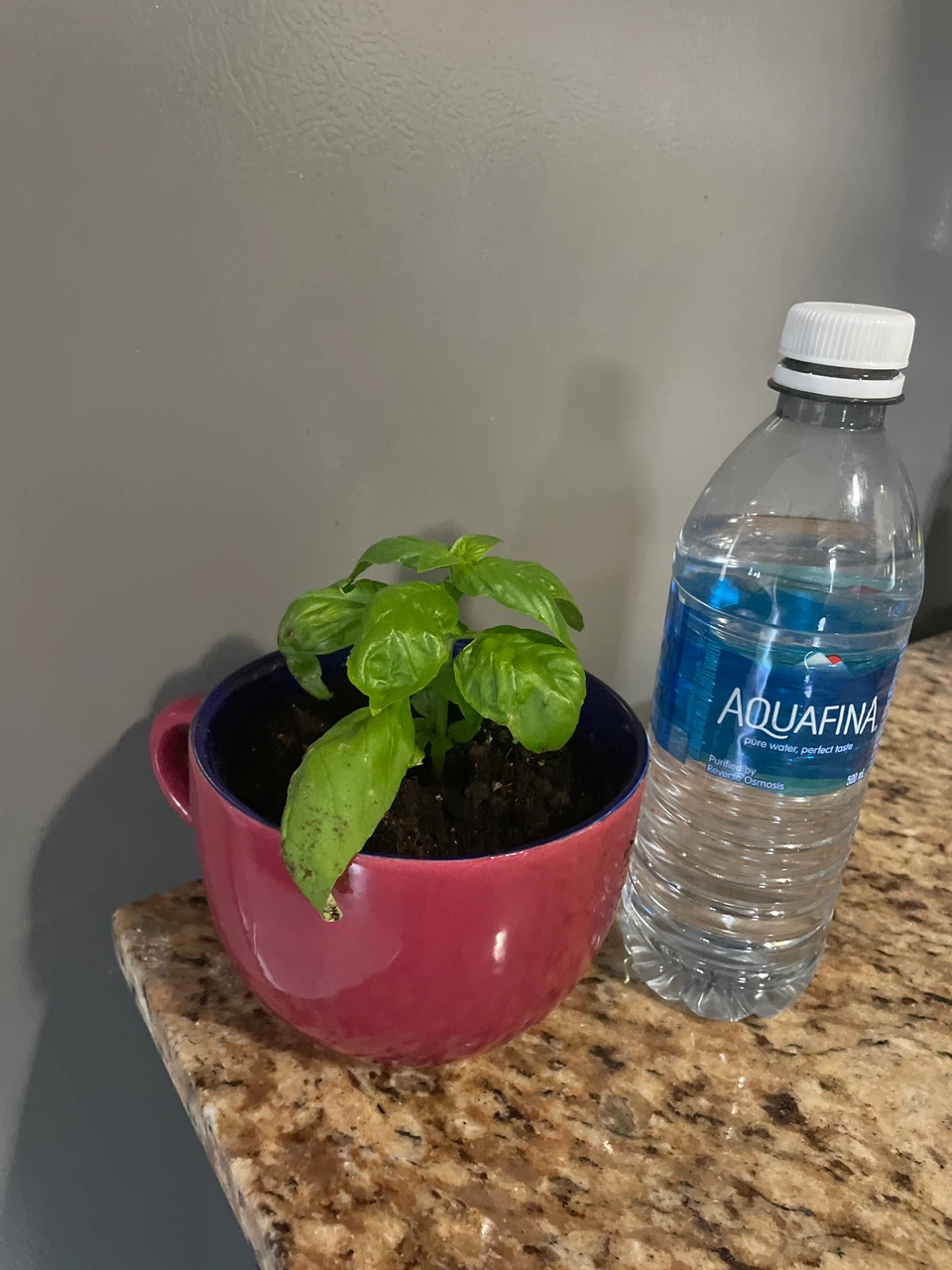 Fresh Basil Plant in Ceramic Mug - photo 3