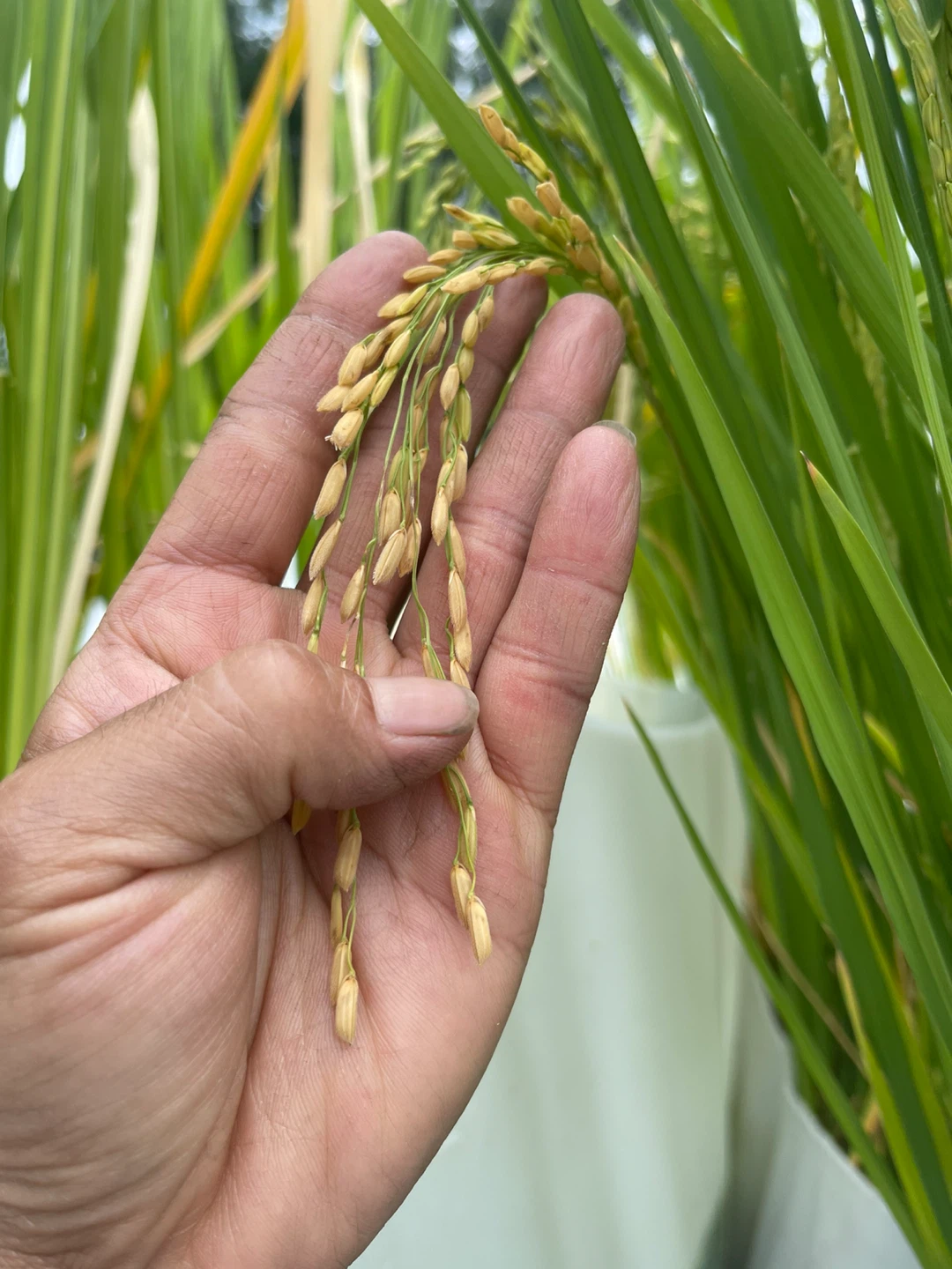 Rice Plant in Potted Water Container