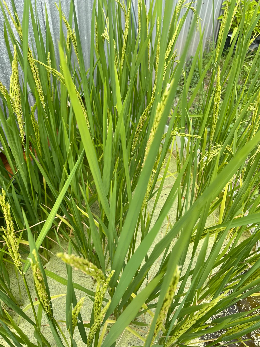 Rice Plant in Potted Water Container - photo 2
