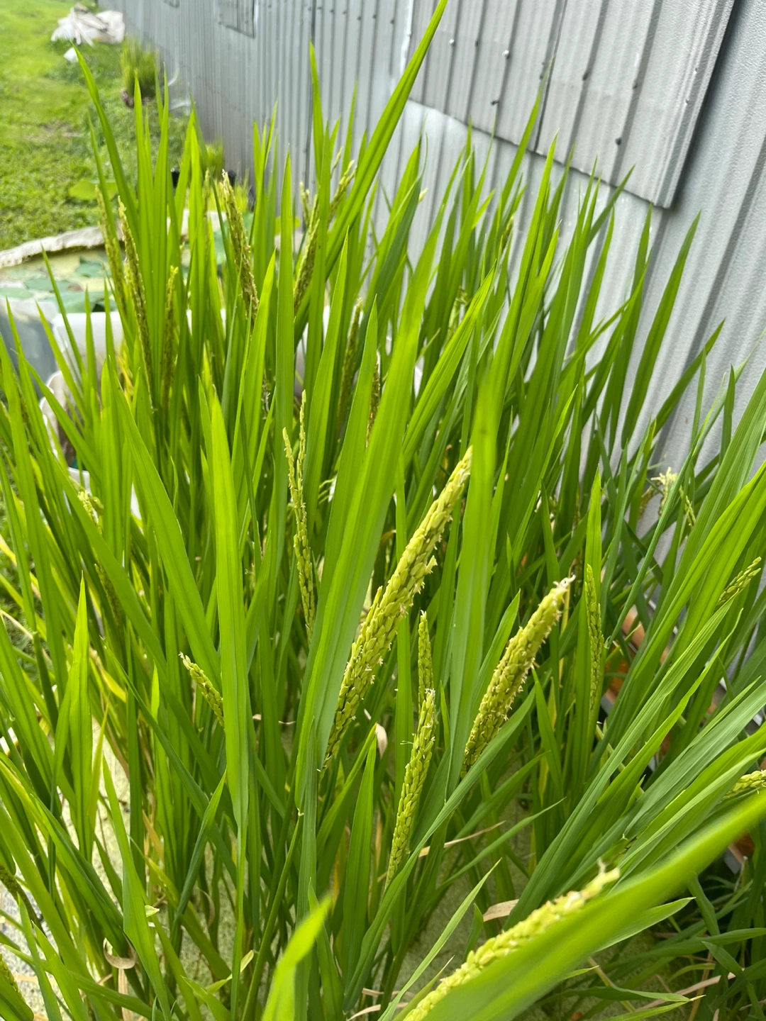 Rice Plant in Potted Water Container - photo 3