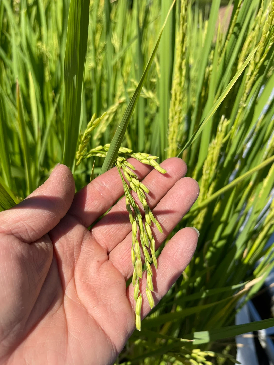 Rice Plant in Potted Water Container - photo 4