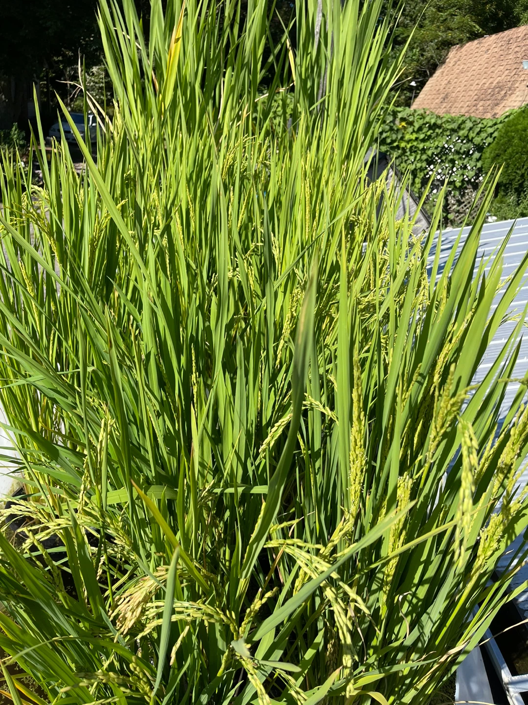 Rice Plant in Potted Water Container - photo 5