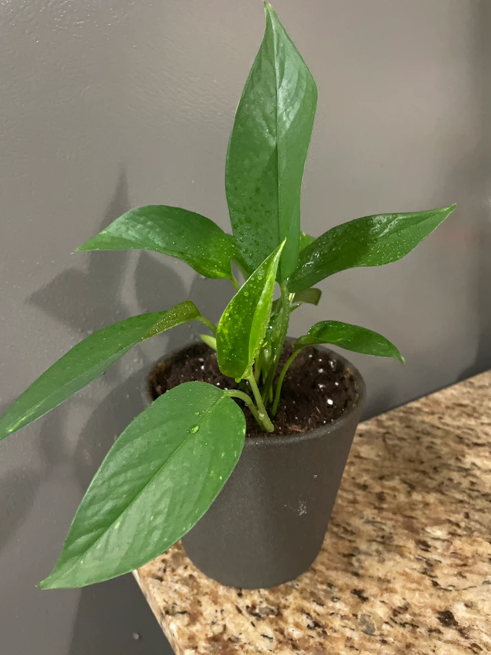 Pothos Houseplant in Grey Pot
