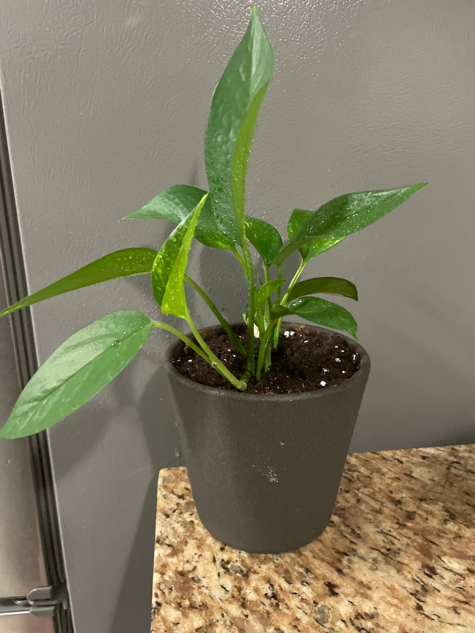 Pothos Houseplant in Grey Pot - photo 2