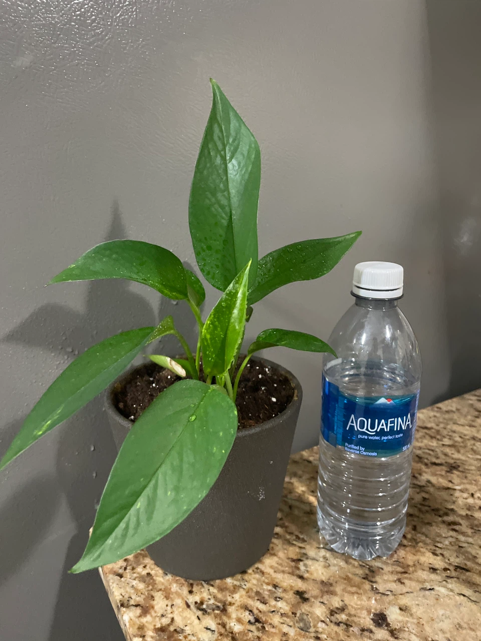 Pothos Houseplant in Grey Pot - photo 3
