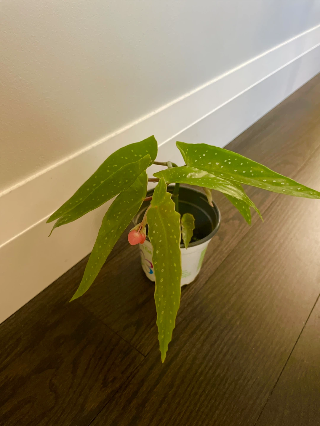 Begonia Tamaya with flower