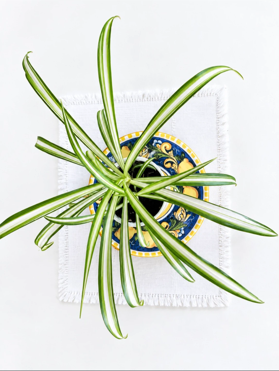 Spider Plant in Decorative White Pot - photo 2