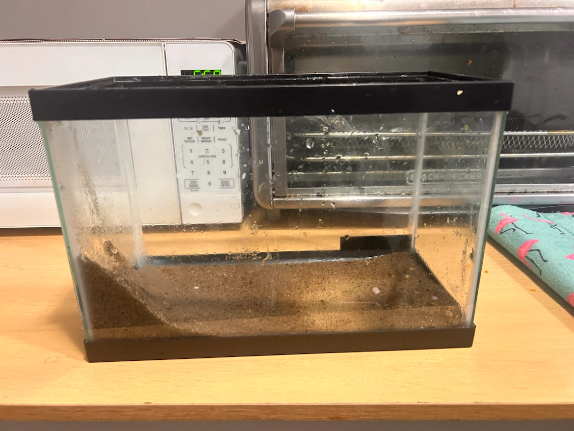 10 Gallon Glass Fish Tank Need to sell asap - photo 3