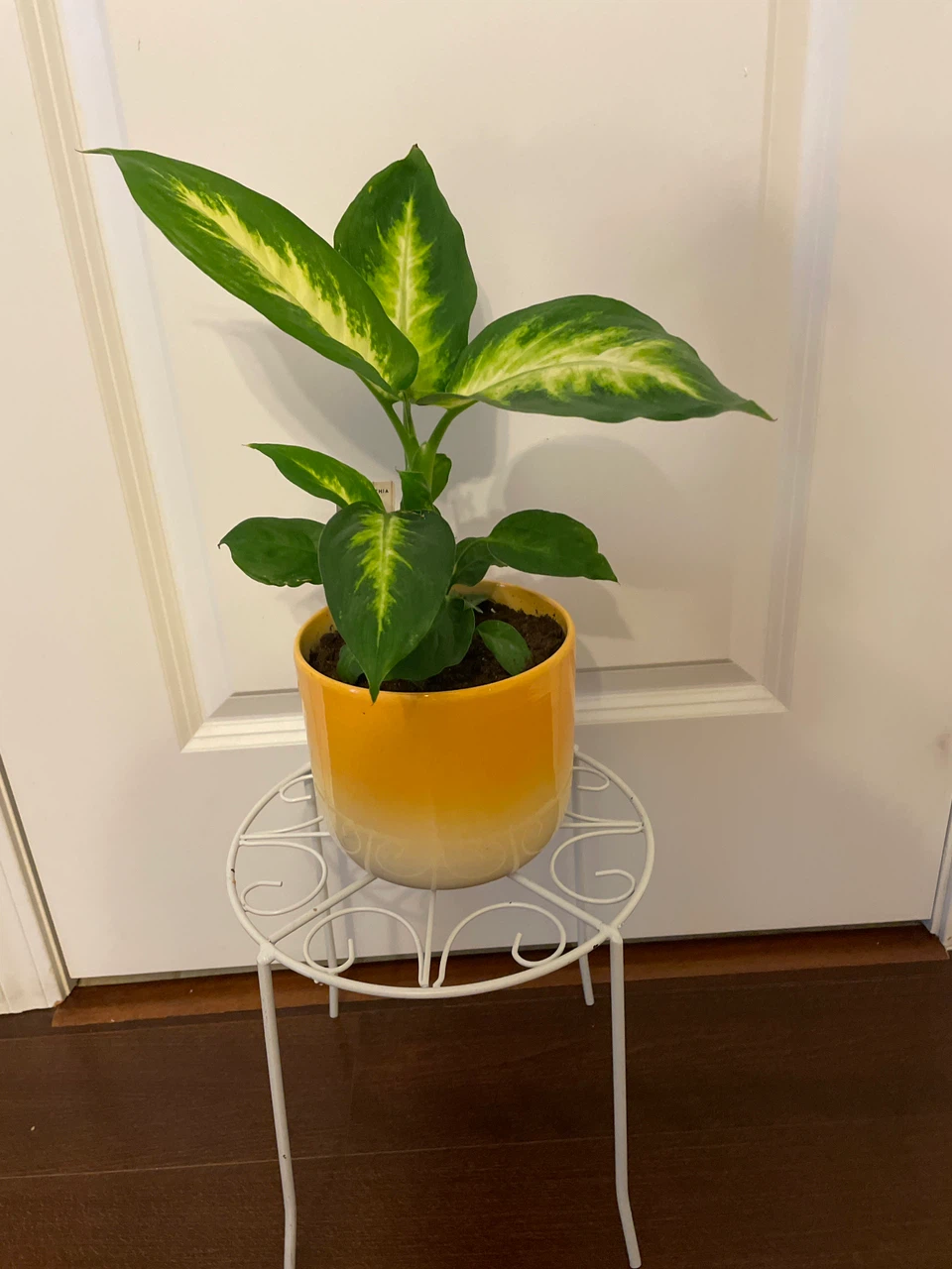 Dieffenbachia Plant in Yellow Ceramic Pot