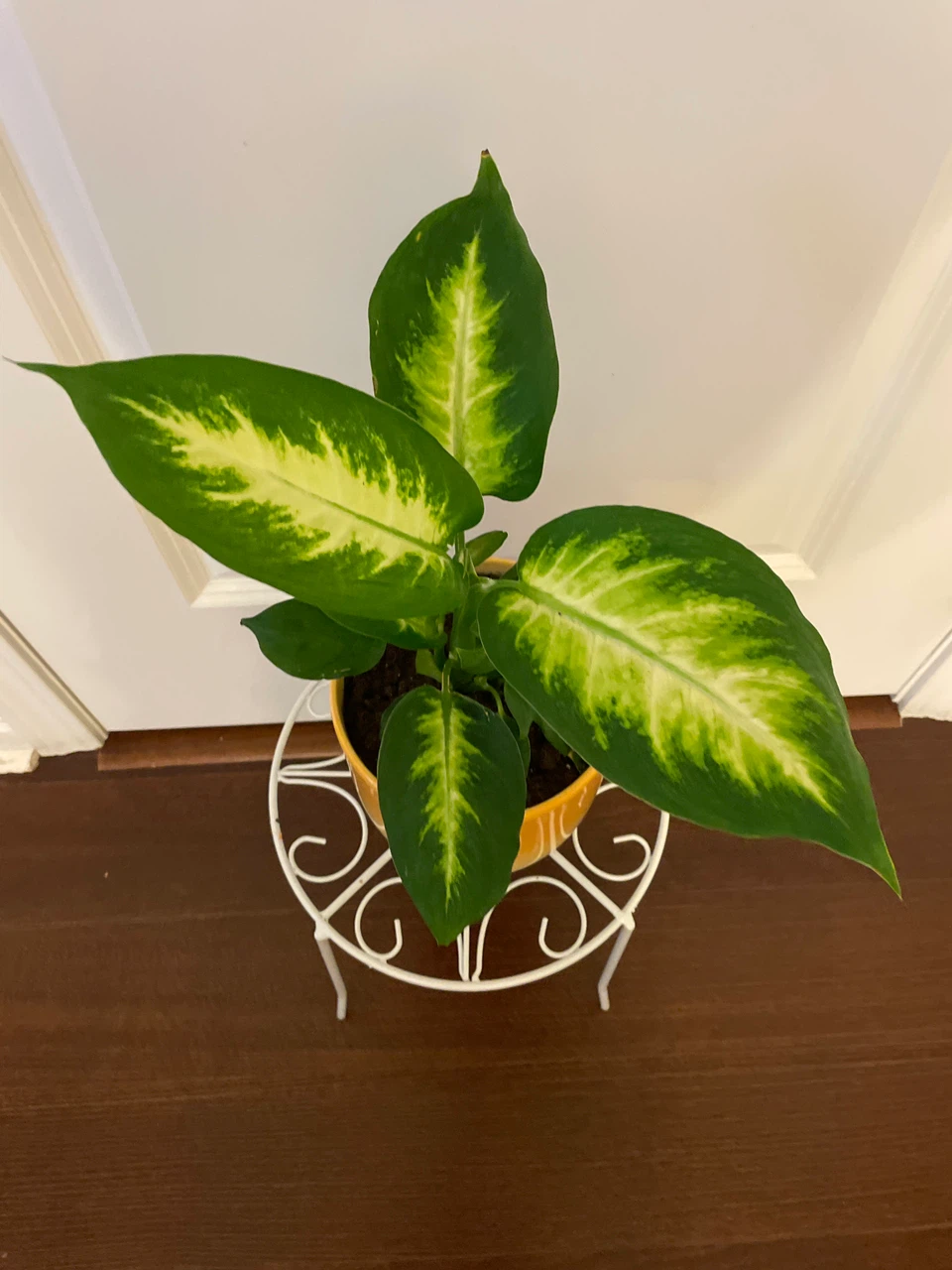 Dieffenbachia Plant in Yellow Ceramic Pot - photo 2