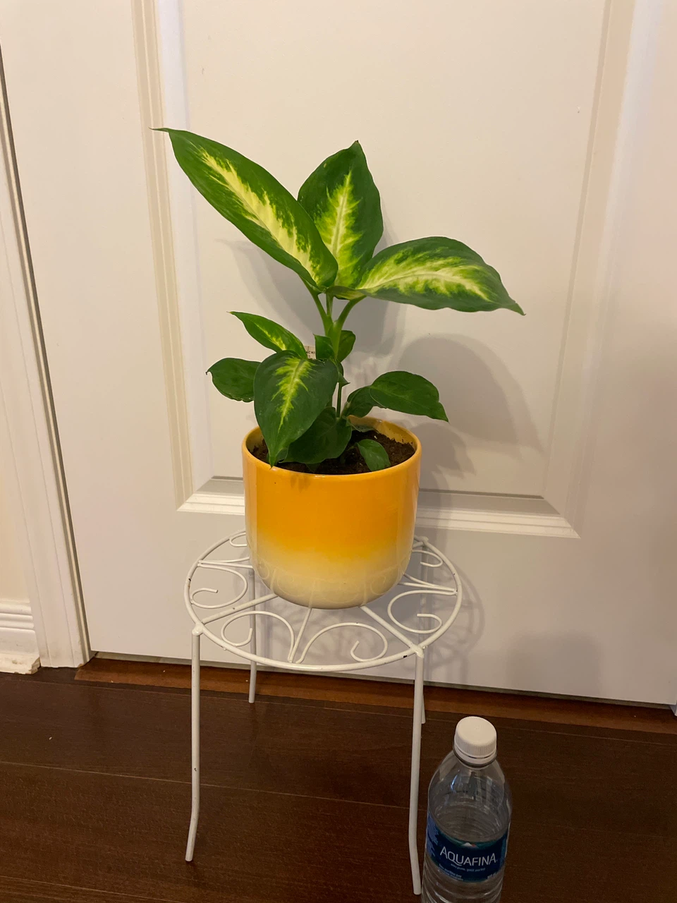 Dieffenbachia Plant in Yellow Ceramic Pot - photo 3