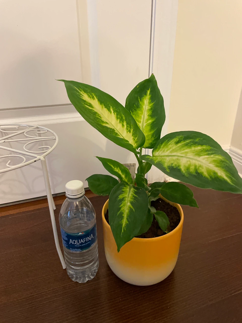 Dieffenbachia Plant in Yellow Ceramic Pot - photo 4