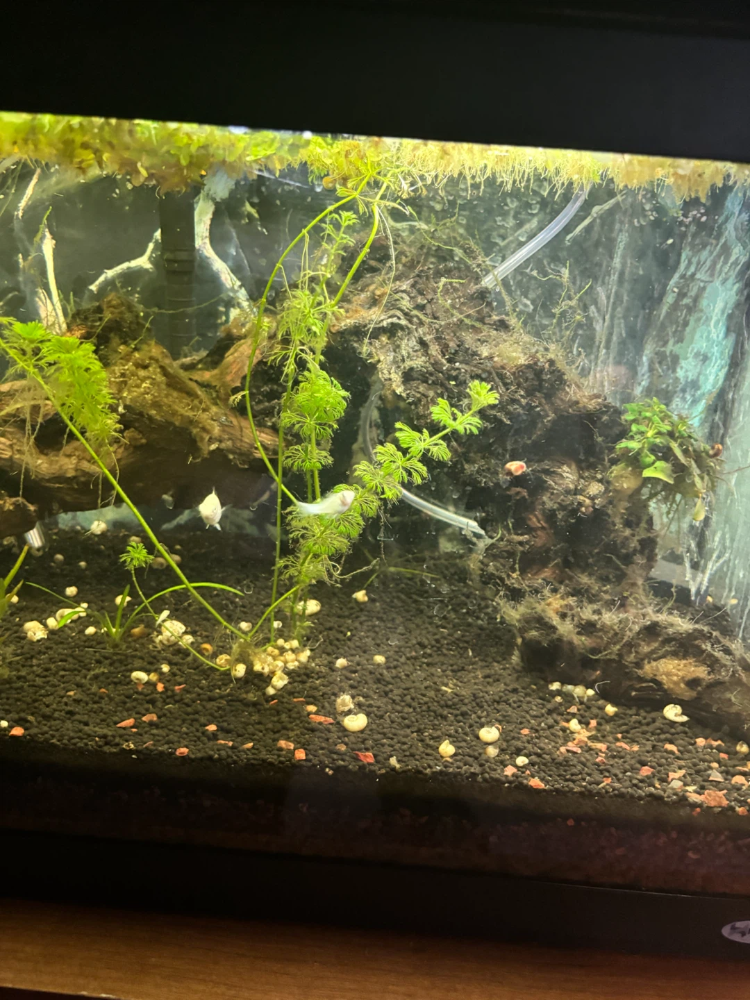 Hagen Aquarium Tank 20 gallon
