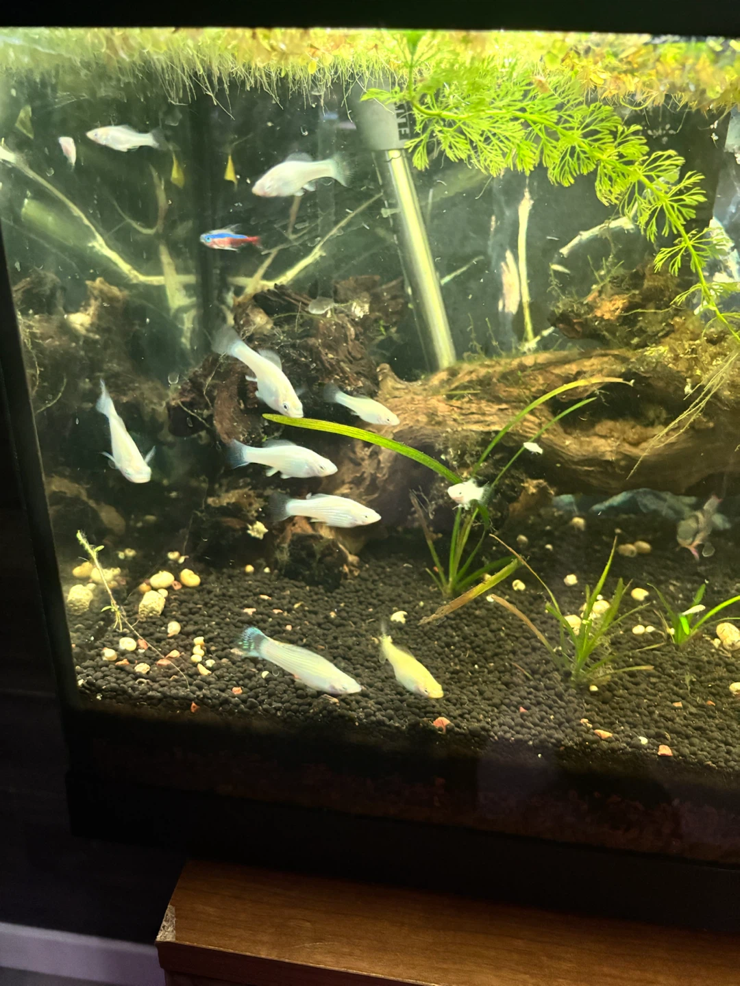 Hagen Aquarium Tank 20 gallon - photo 2