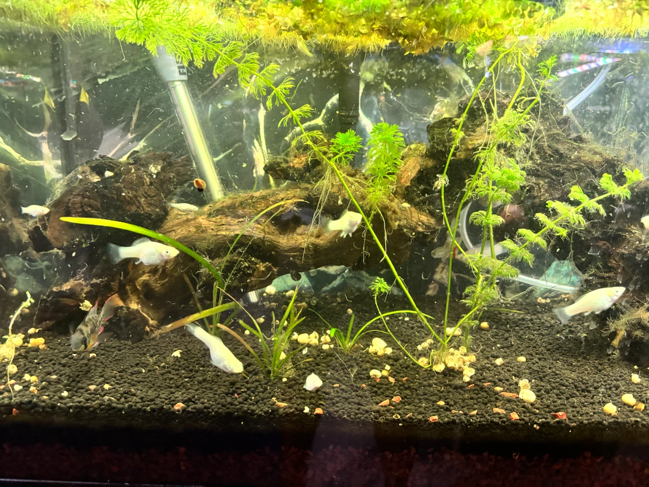 Hagen Aquarium Tank 20 gallon - photo 3