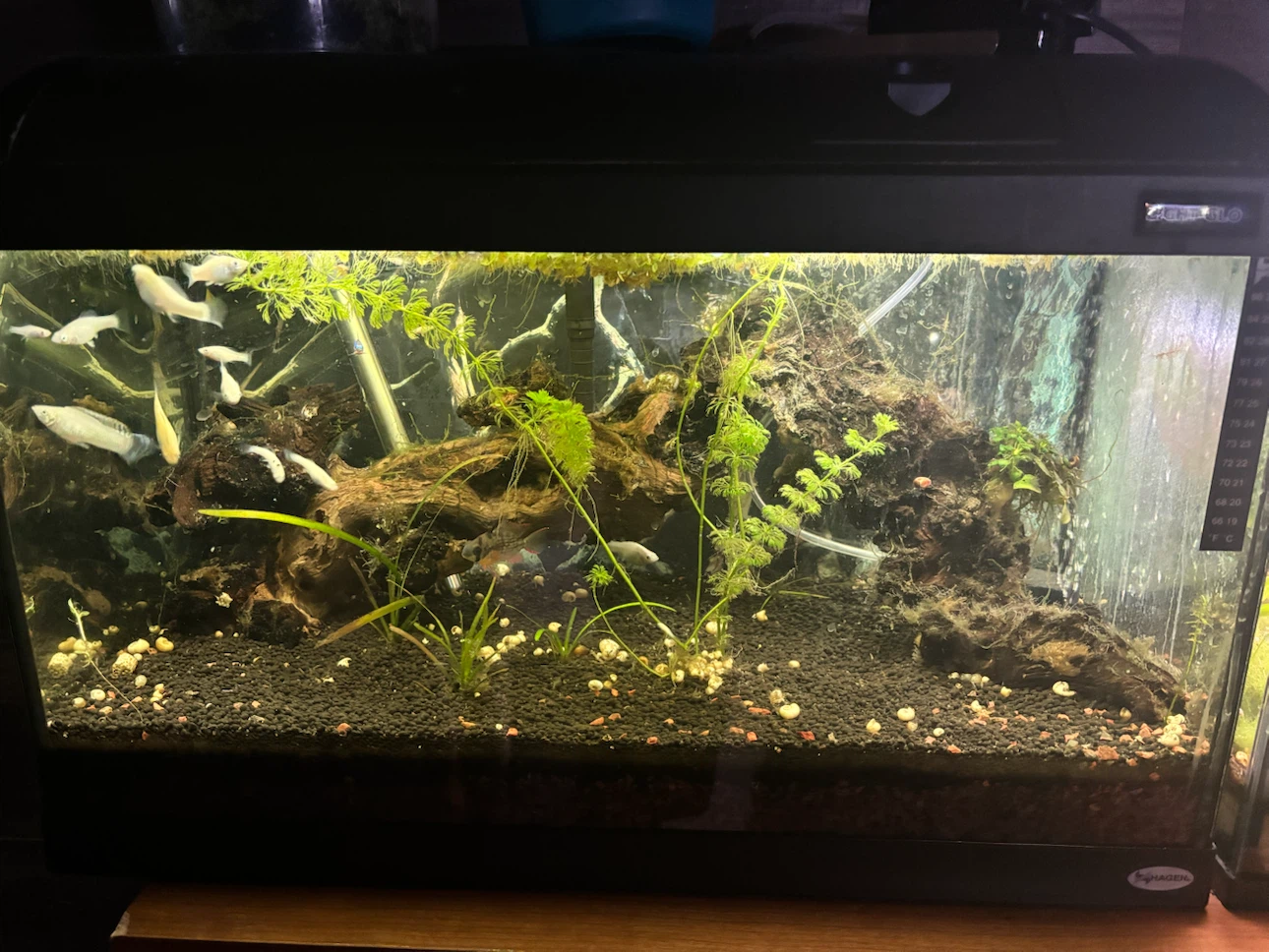 Hagen Aquarium Tank 20 gallon - photo 4