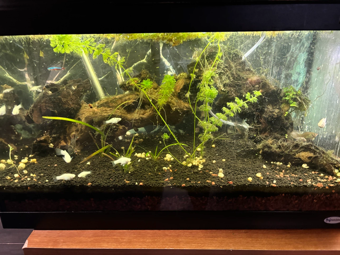 Hagen Aquarium Tank 20 gallon - photo 5