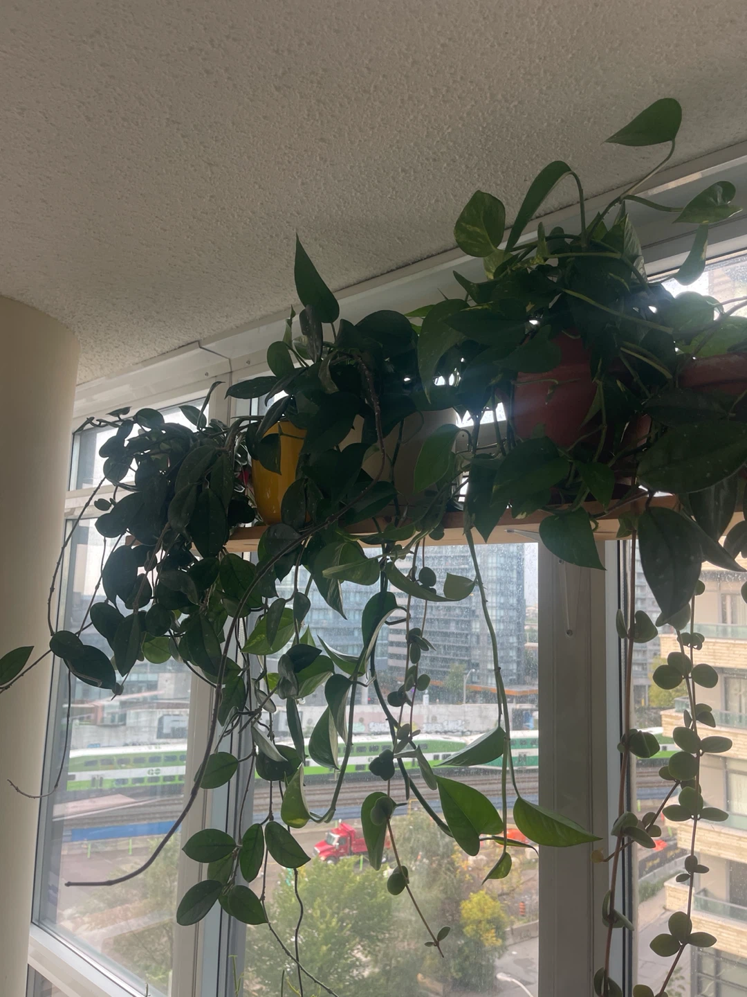 Plants for sale!
