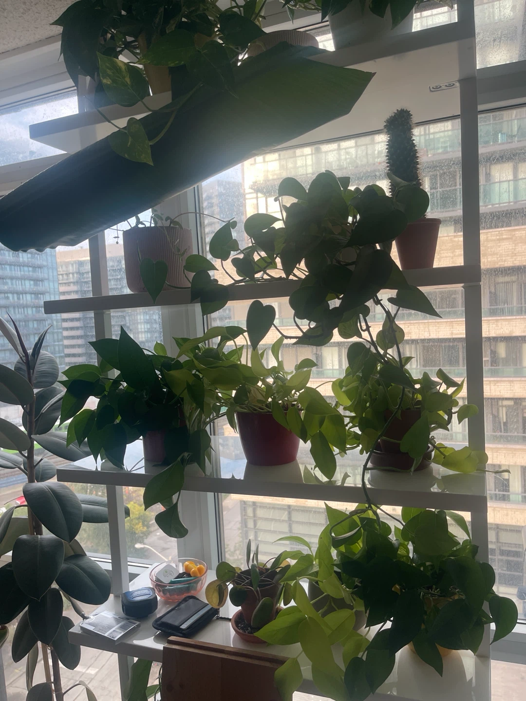 Plants for sale! - photo 2