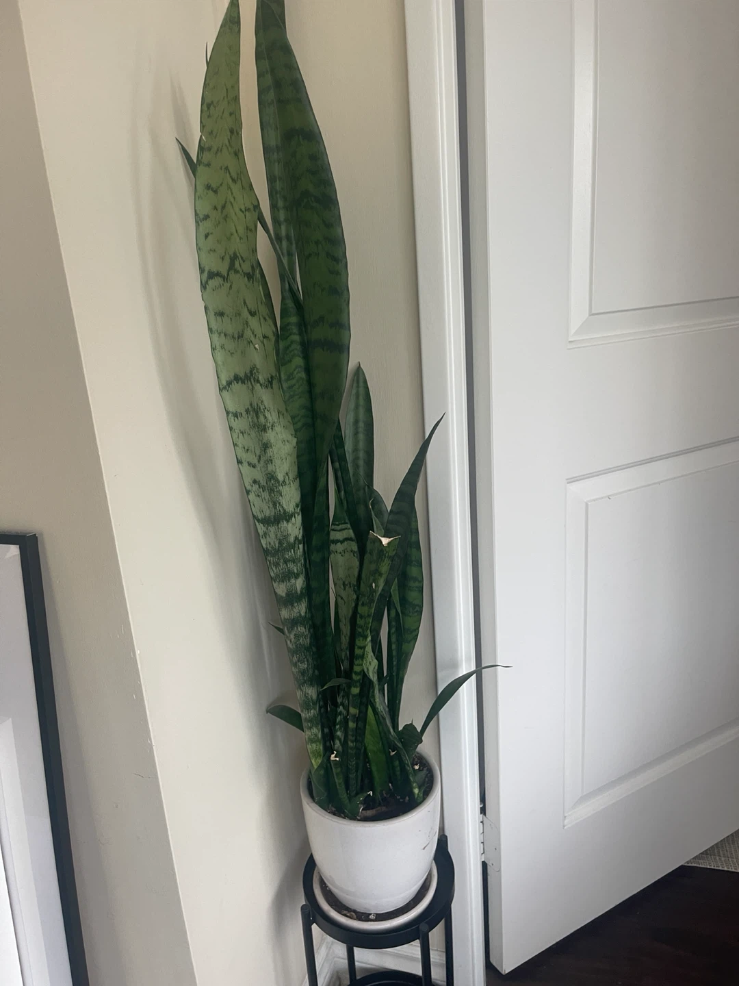 Plants for sale! - photo 3