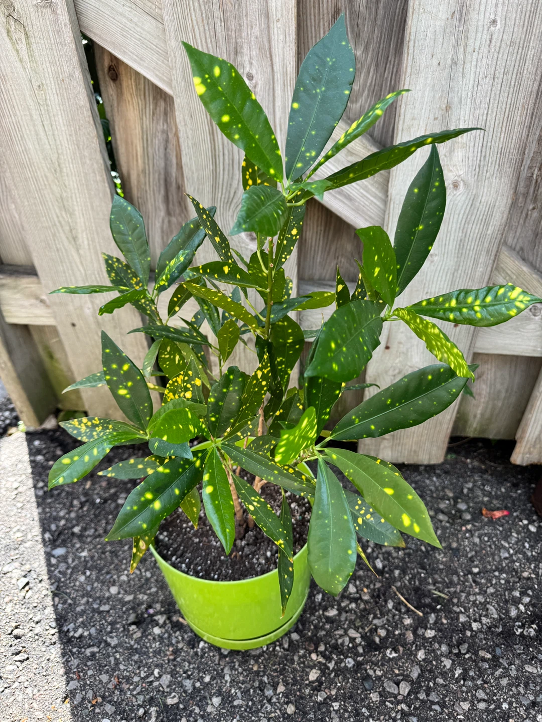 Croton Gold Dust Indoor Houseplant