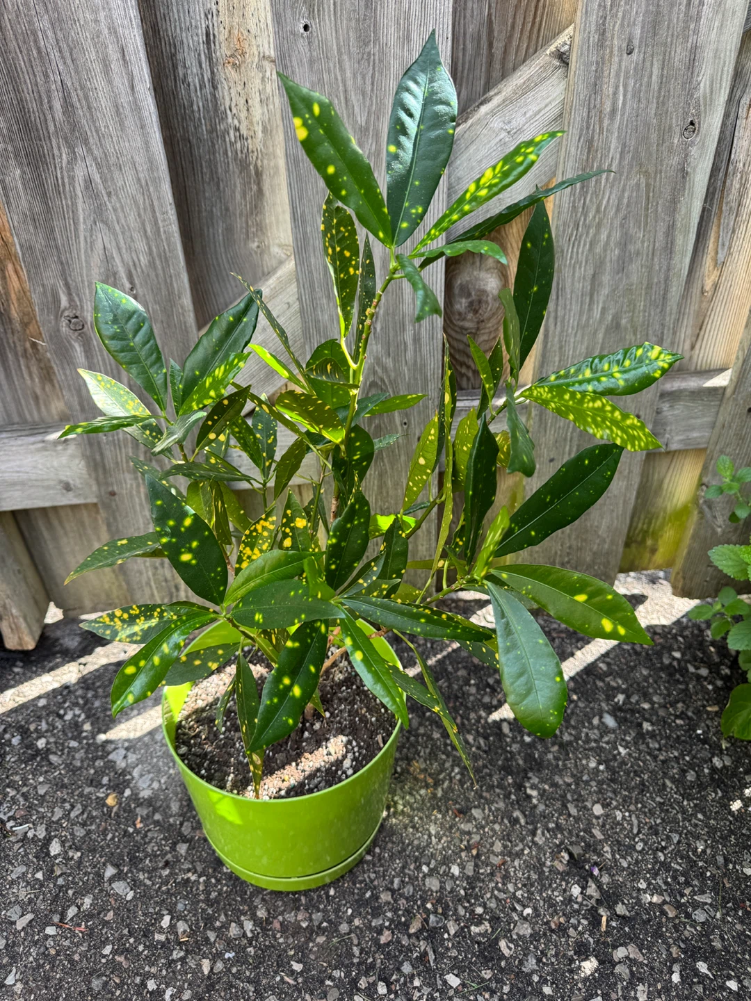 Croton Gold Dust Indoor Houseplant - photo 2