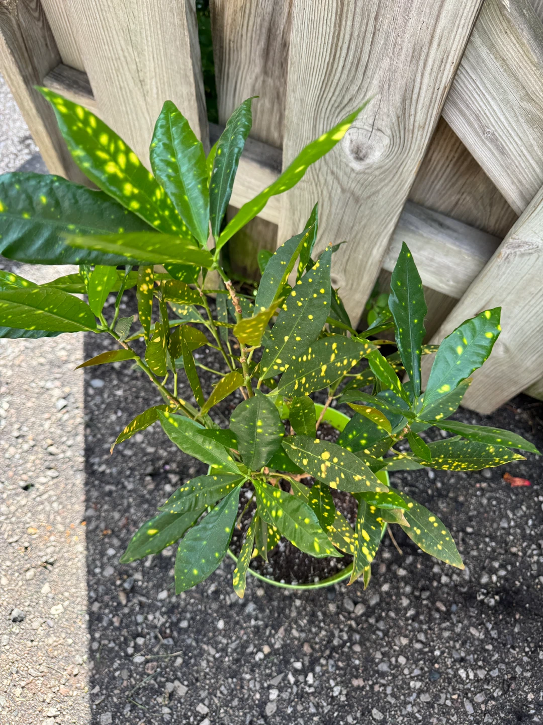 Croton Gold Dust Indoor Houseplant - photo 3