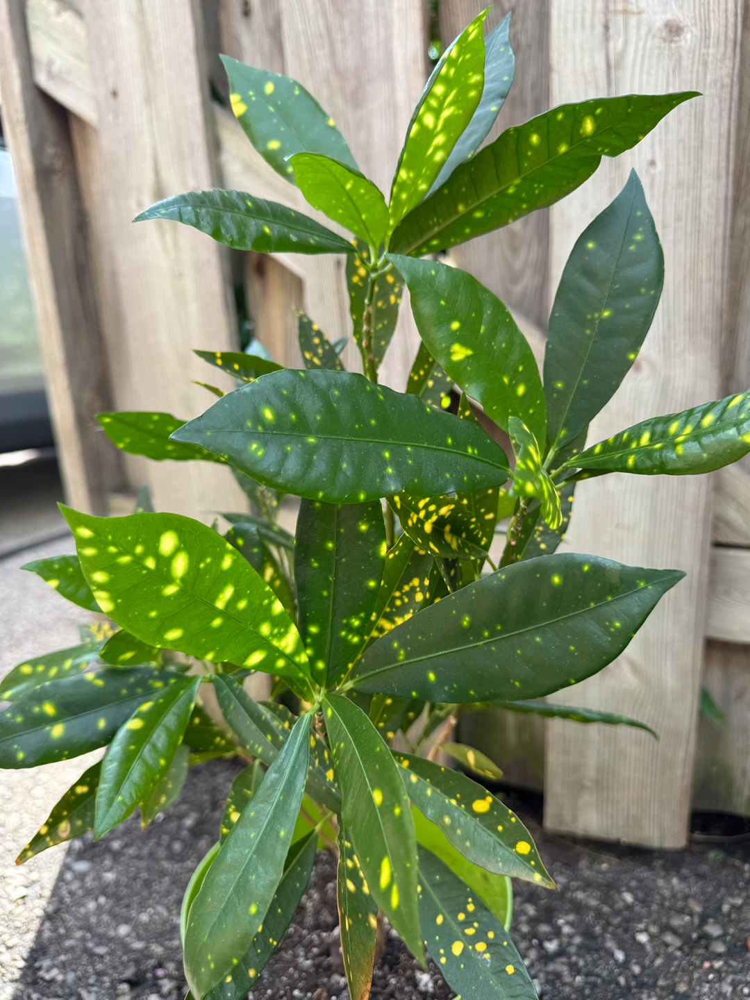 Croton Gold Dust Indoor Houseplant - photo 4