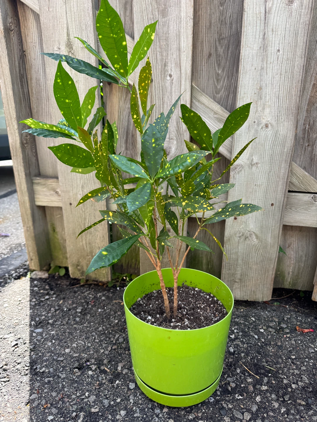 Croton Gold Dust Indoor Houseplant - photo 5