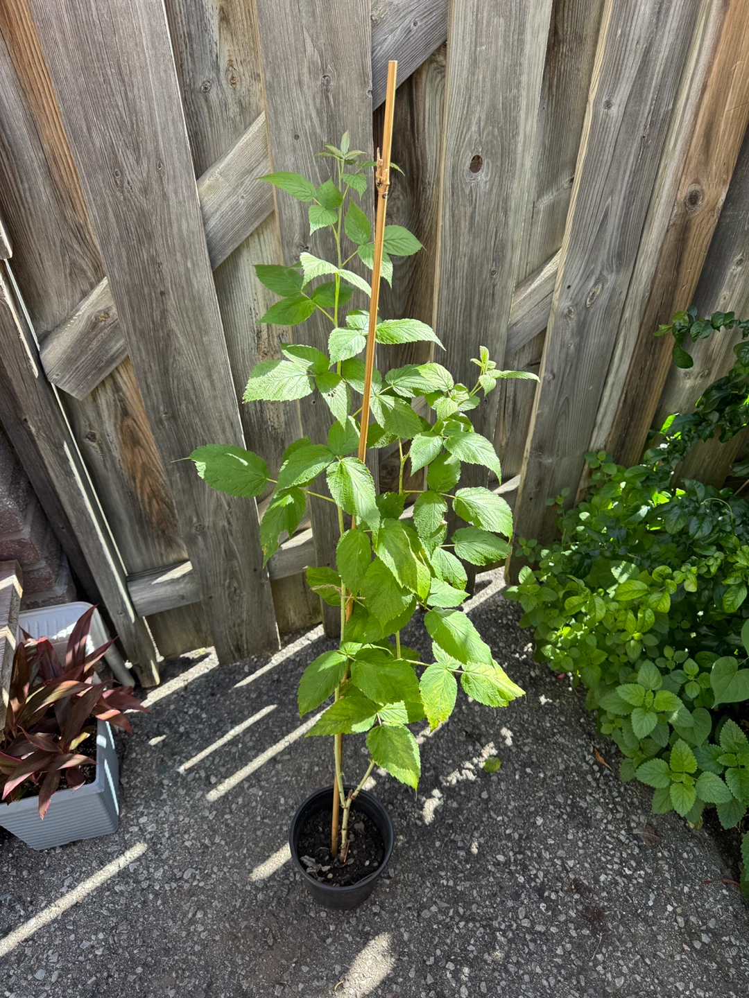 Red Raspberry Plant