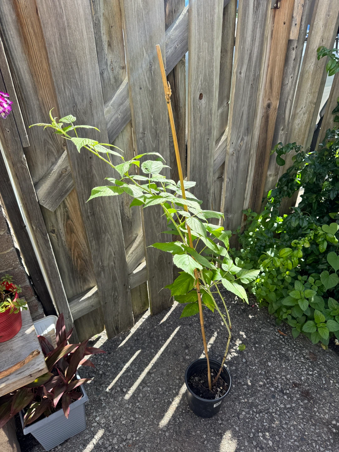 Red Raspberry Plant - photo 2