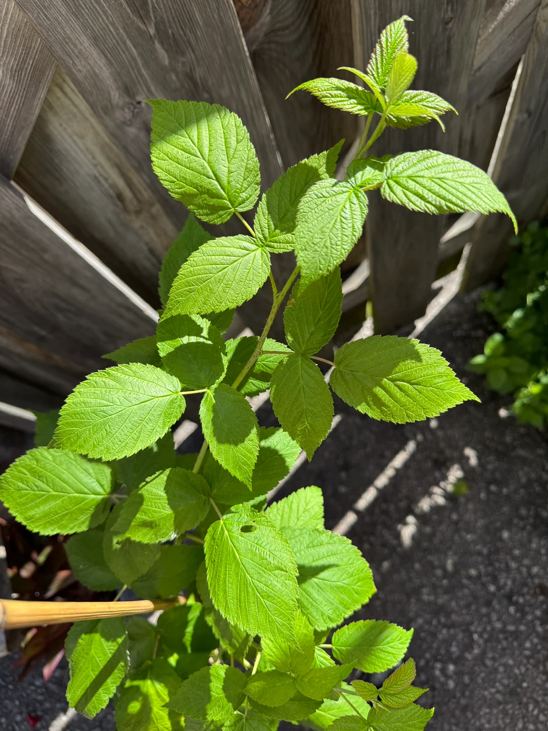 Red Raspberry Plant - photo 3