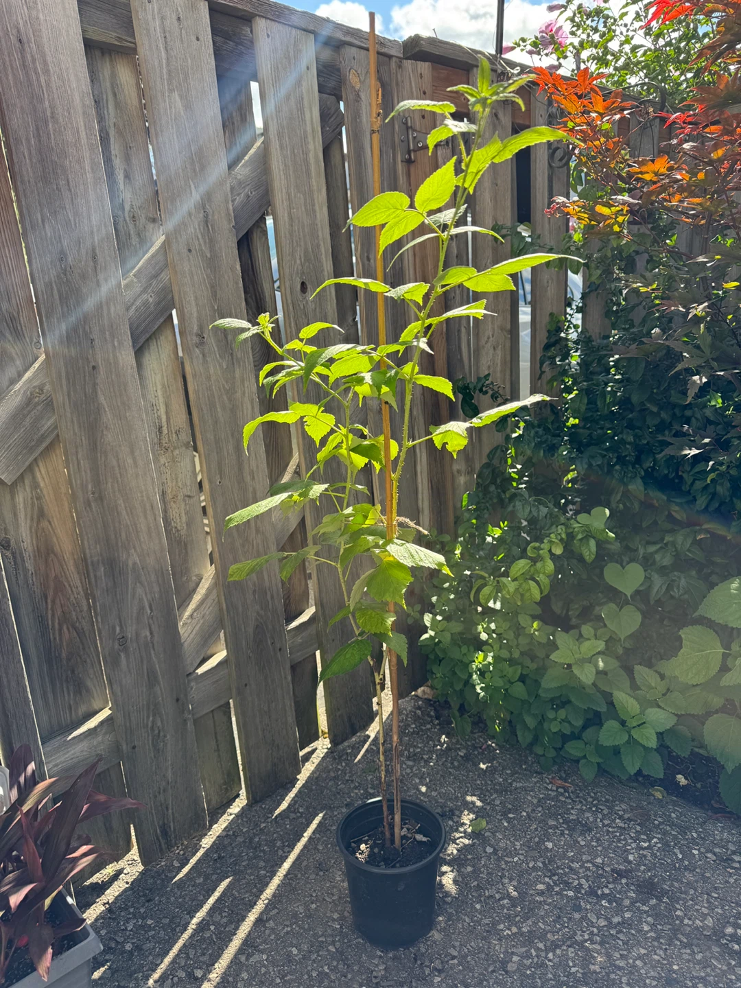 Red Raspberry Plant - photo 4