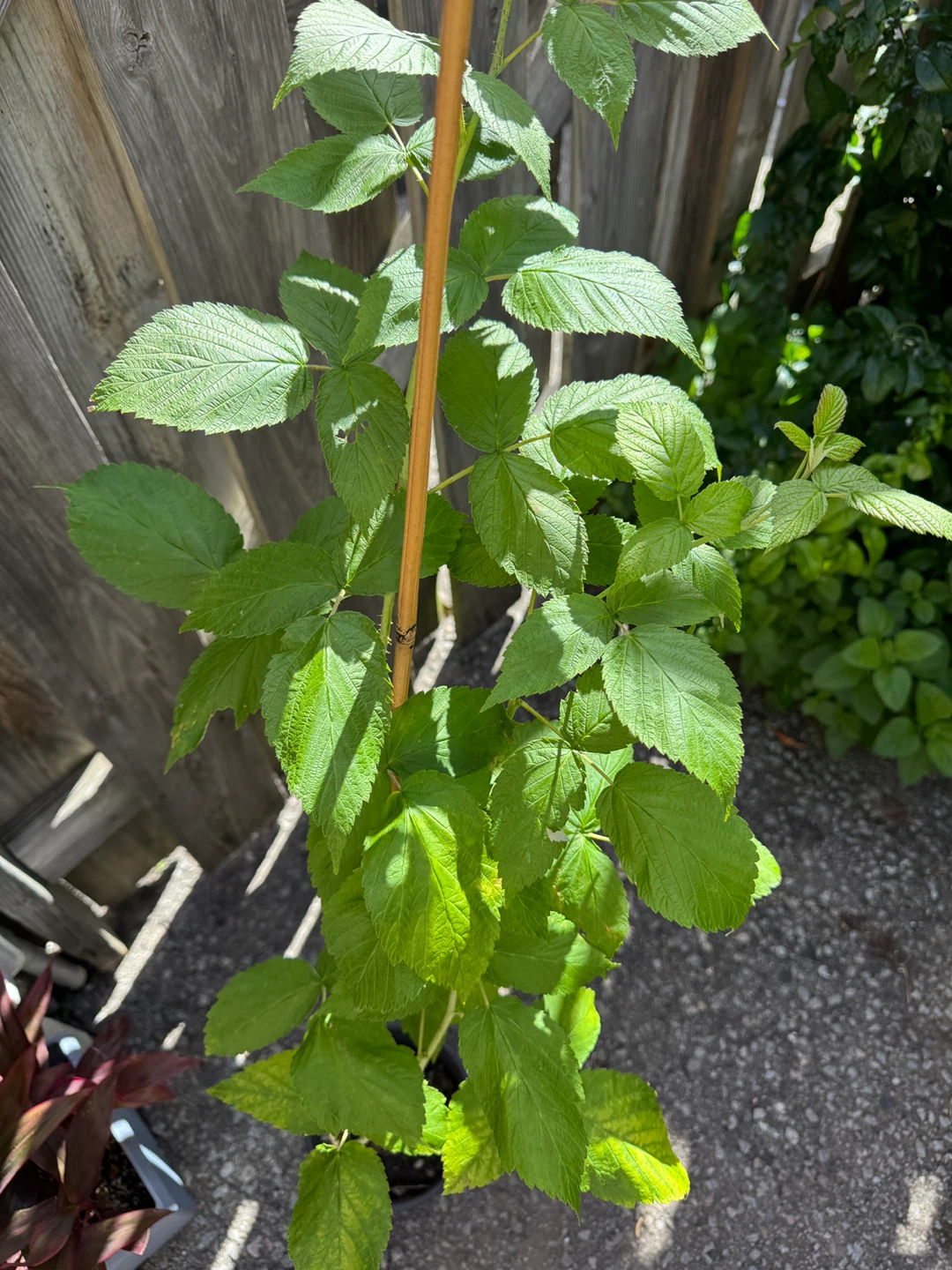 Red Raspberry Plant - photo 5