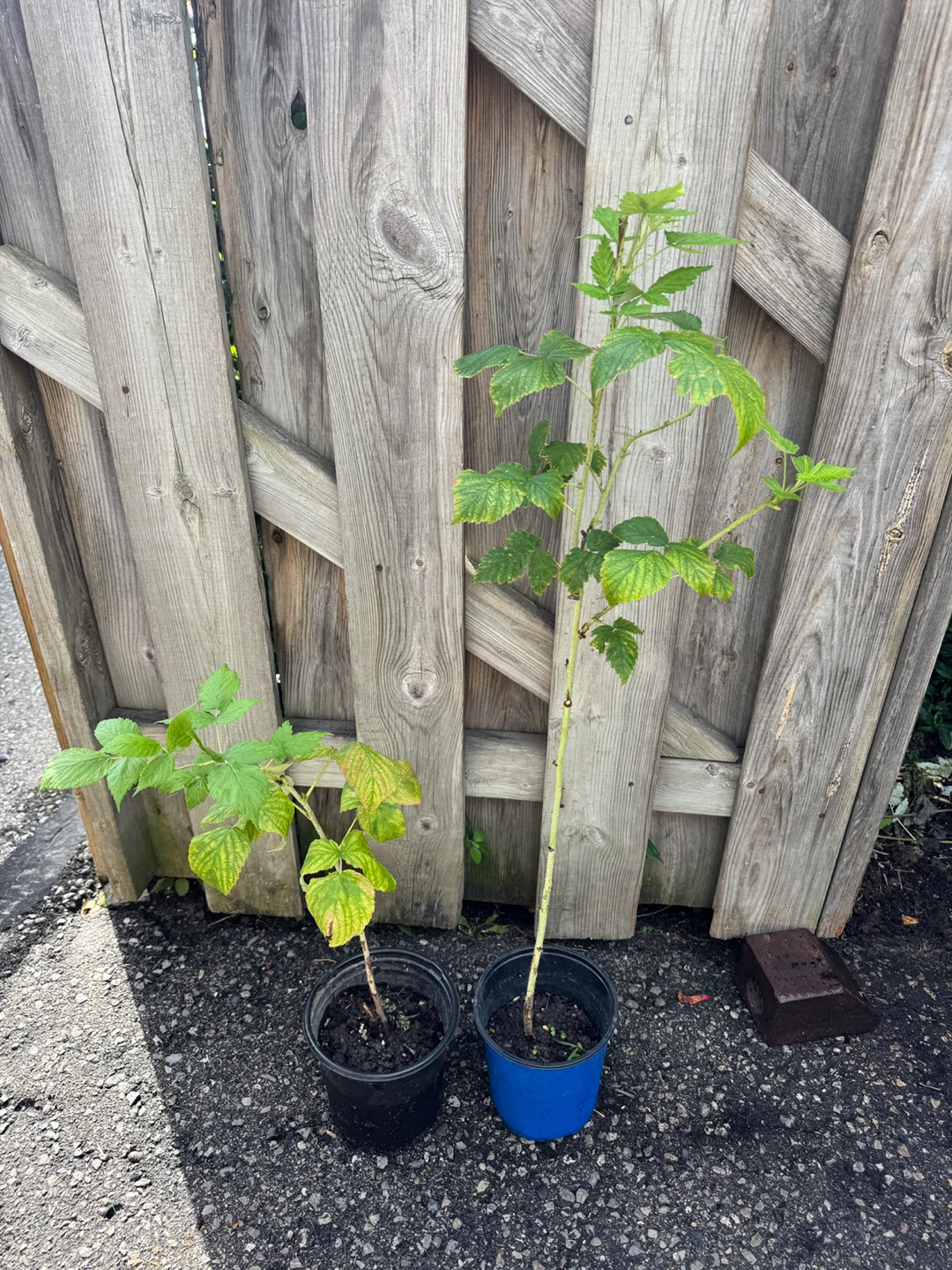 $1 for these two Red Raspberry Plant