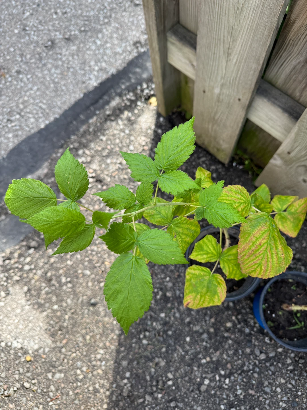$1 for these two Red Raspberry Plant - photo 2