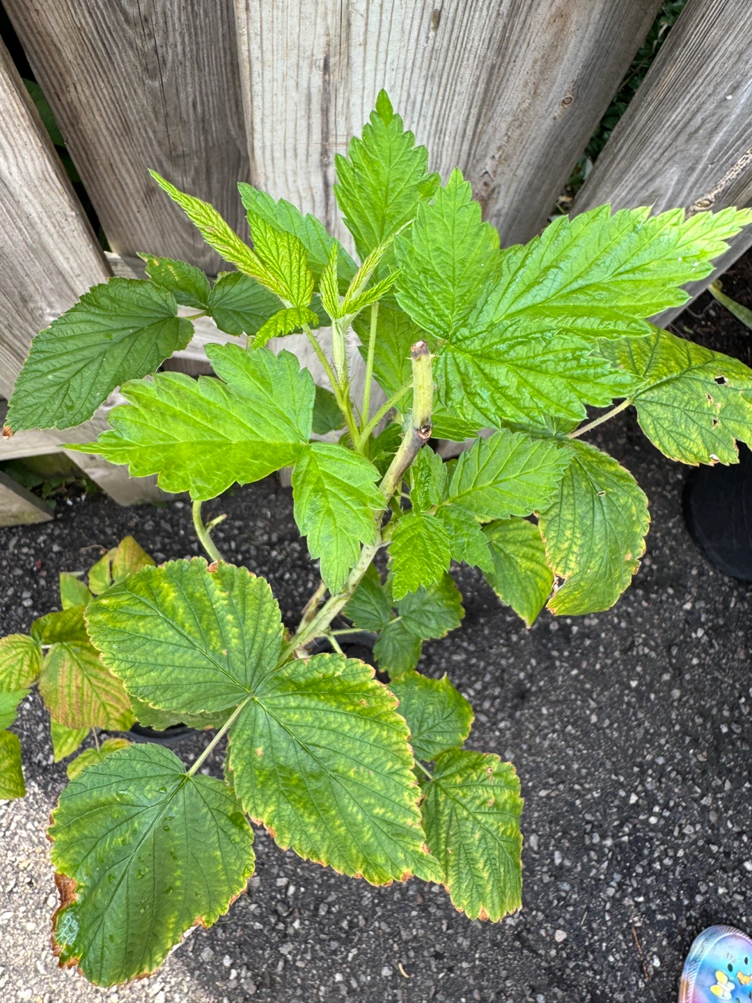 $1 for these two Red Raspberry Plant - photo 3