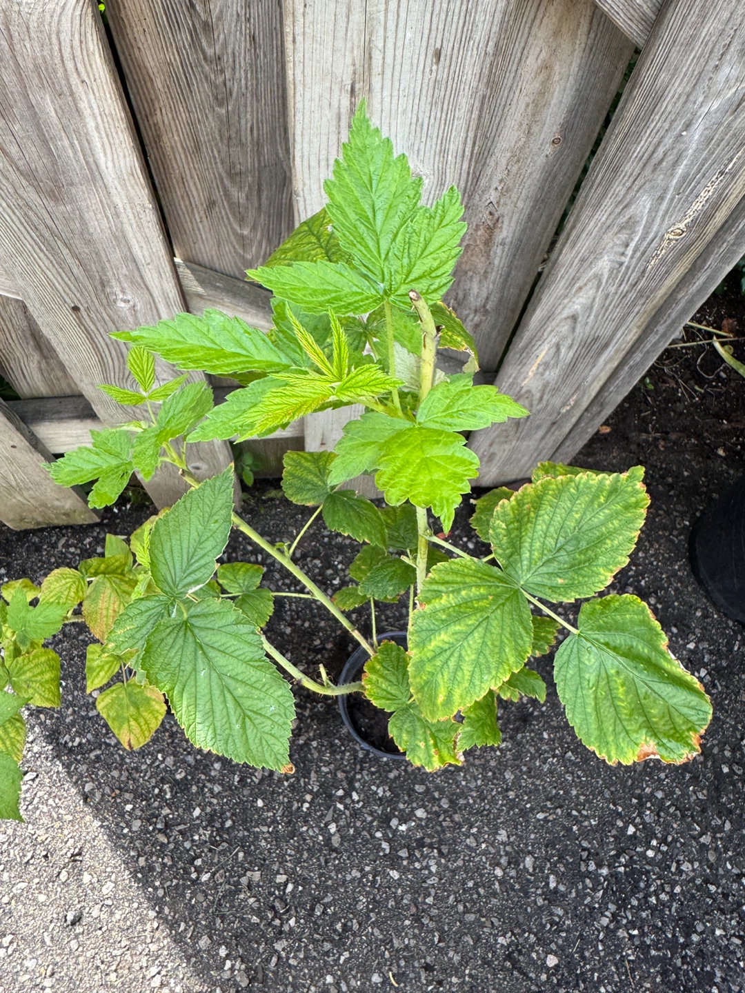 $1 for these two Red Raspberry Plant - photo 4