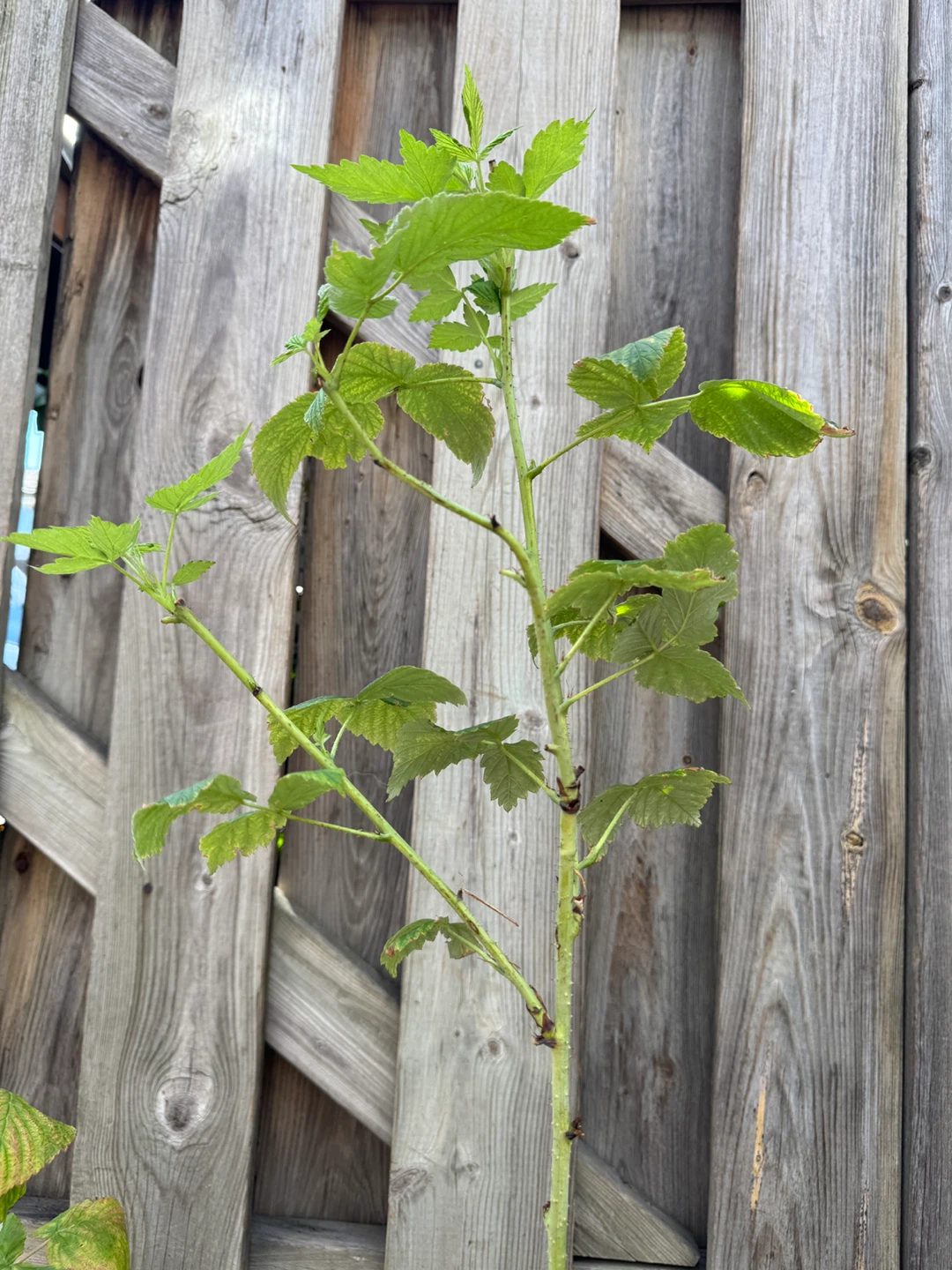 $1 for these two Red Raspberry Plant - photo 5